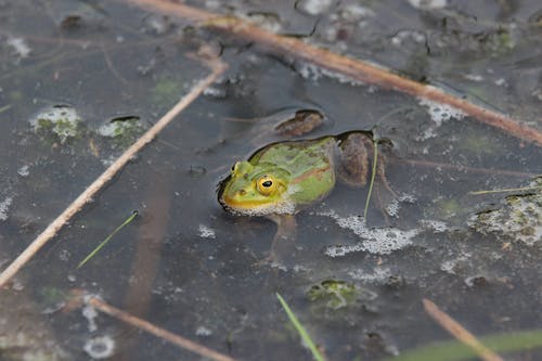 Free Close-Up of a Green Frog in the Water  Stock Photo
