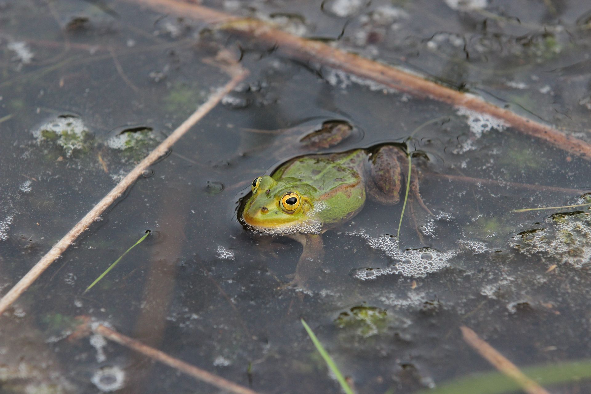 A vivid green frog partially submerged in a natural, murky pond environment.