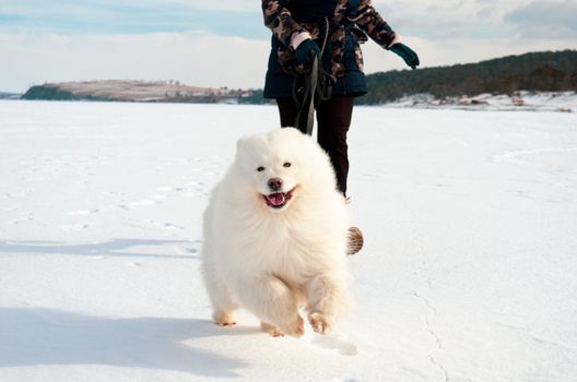 Dog Running on Snow Covered Ground