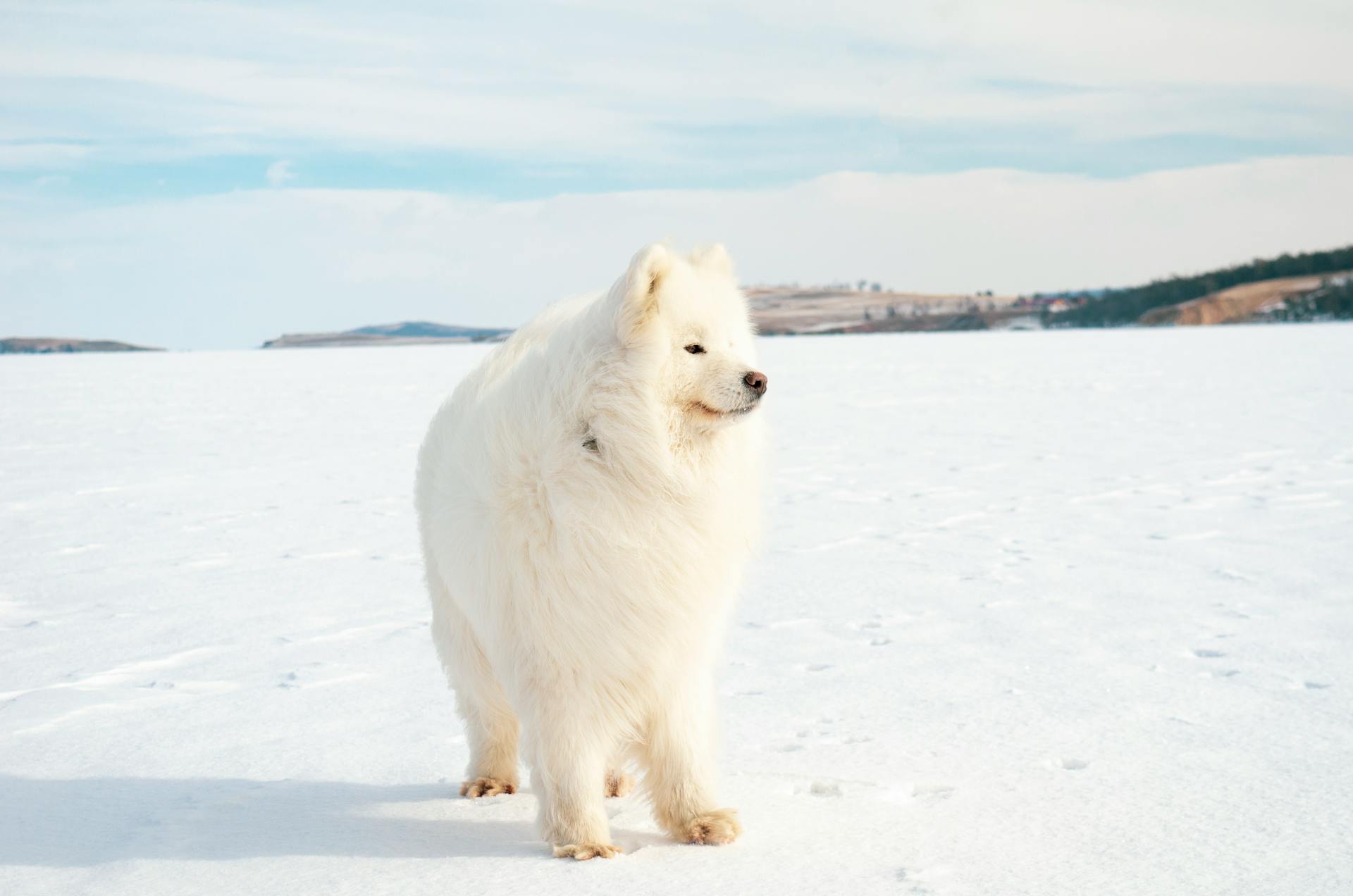 Vit hund på snötäckt mark