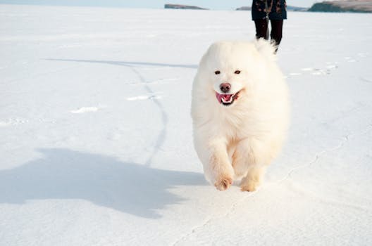 A cute Samoyed dog joyfully runs on snow-covered ground in a winter setting, tongue out and furry coat vibrant.