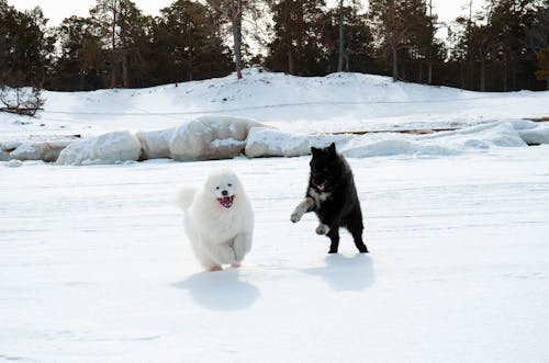 Photos gratuites de animaux de compagnie, canin, chiens