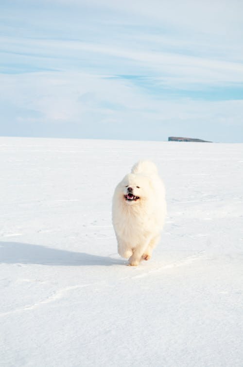 Free White Dog Running on Snow Covered Ground Stock Photo