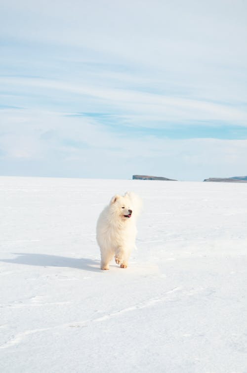 Free A Samoyed Dog Walking on a Snow Covered Ground Stock Photo