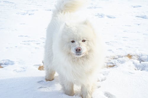 Free Photo of White Dog on Snow Covered Ground Stock Photo