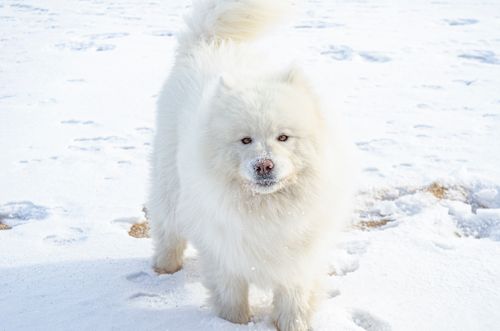 Free Adorable Samoyed dog exploring snow-covered terrain on a bright winter day. Stock Photo