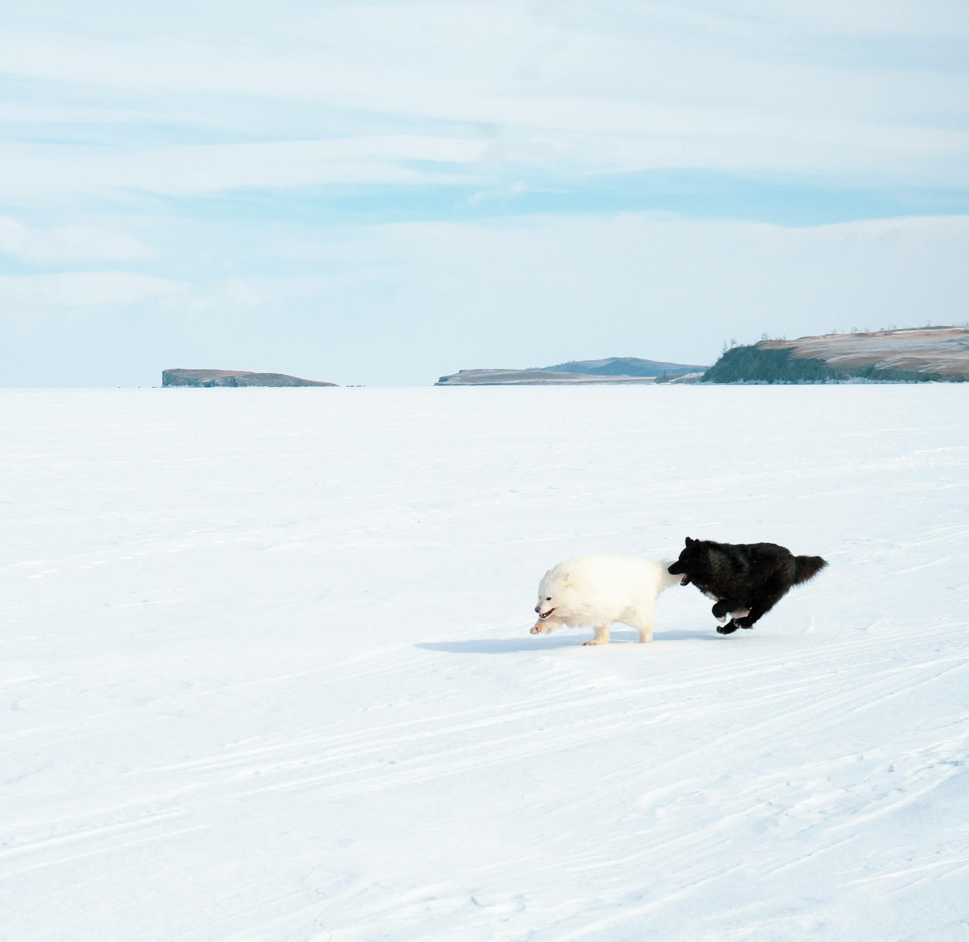 Dogs Running on Snow Covered Ground