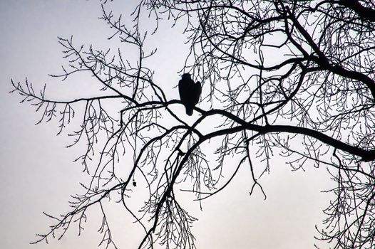A striking silhouette of a bird perched on bare branches against the sky.