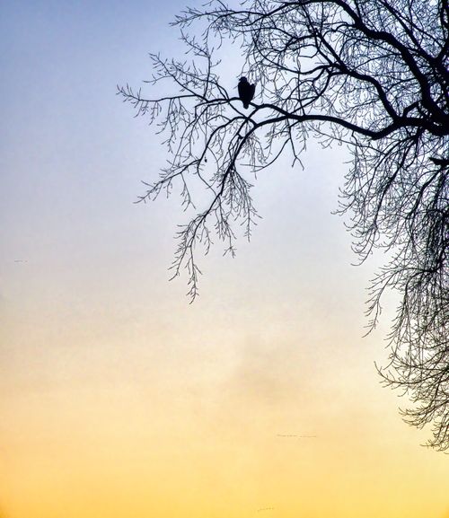 Free Dramatic silhouette of a bird perched on a bare tree against a sunset sky. Stock Photo