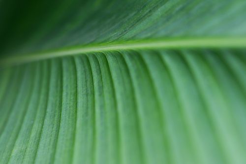 Gratuit Imagine de stoc gratuită din : macro, a închide, biologie Fotografie de stoc