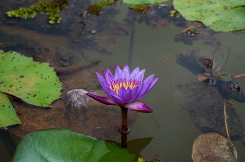 Purple Water Lily Flower in a Pond