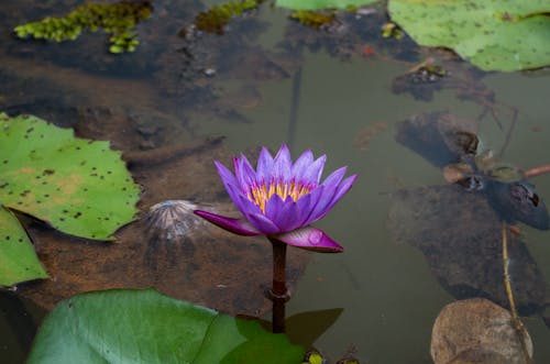 Foto d'estoc gratuïta de bonic, delicat, flor