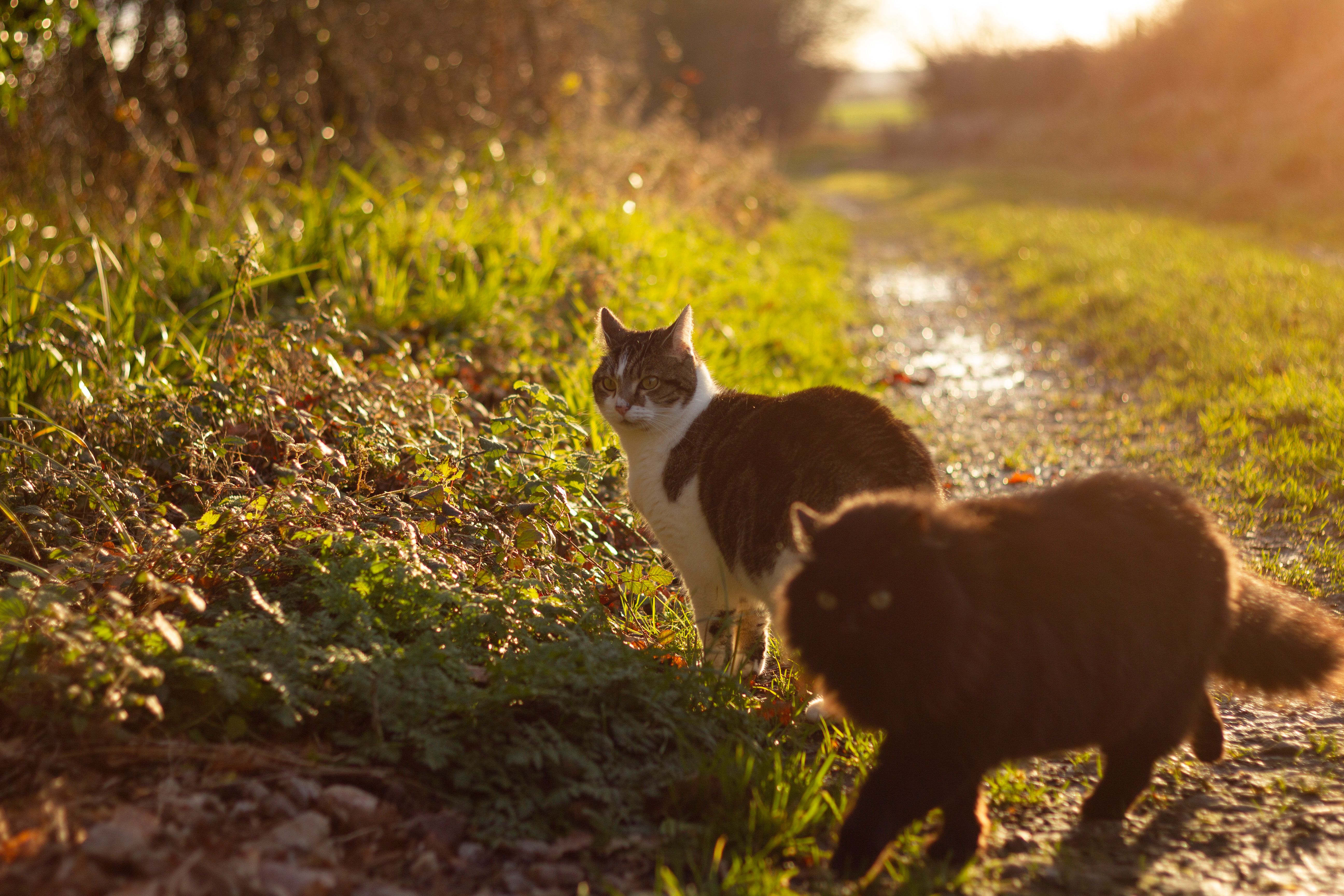 Two cats walking on a sunlit path surrounded by grass and foliage in the countryside.