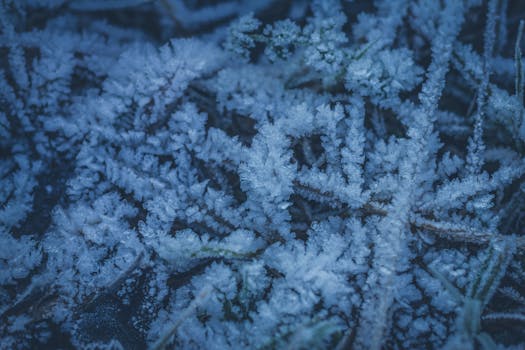 Close-up of frosty branches covered in ice crystals during a Norwegian winter.