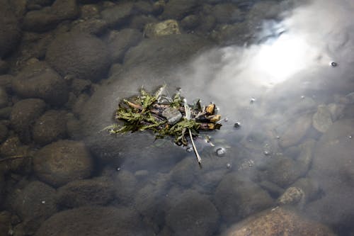 Gratis stockfoto met drijvend, gedroogde bladeren, h2o