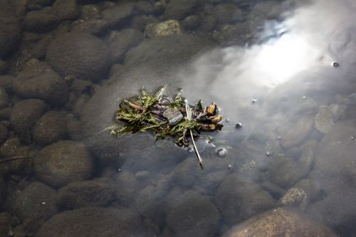 Free Serene scene of floating leaves and rocks in a clear Norwegian river, reflecting nature's tranquility. Stock Photo