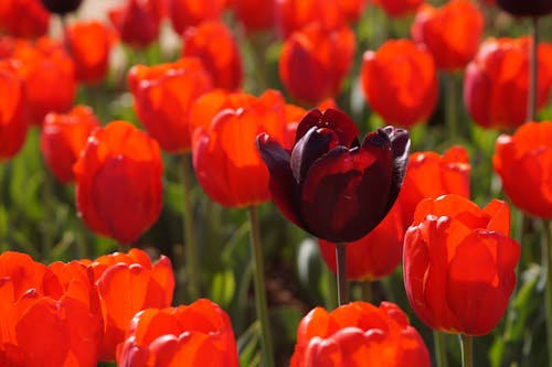 Free Red Tulips in Close Up Photography Stock Photo