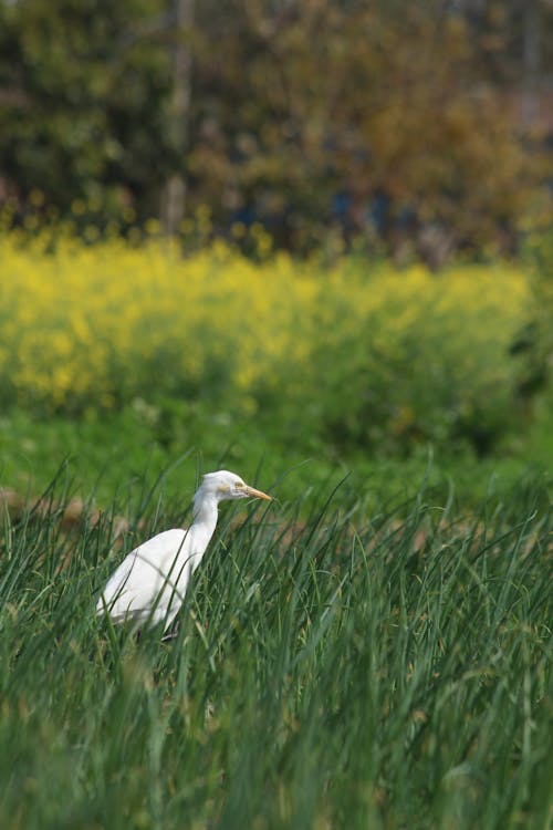 An Egret on a Grass Field 