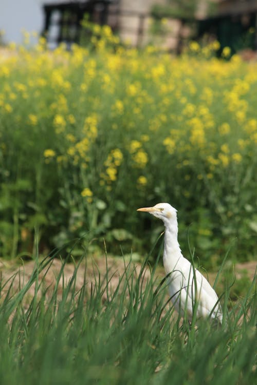 white heron in farm