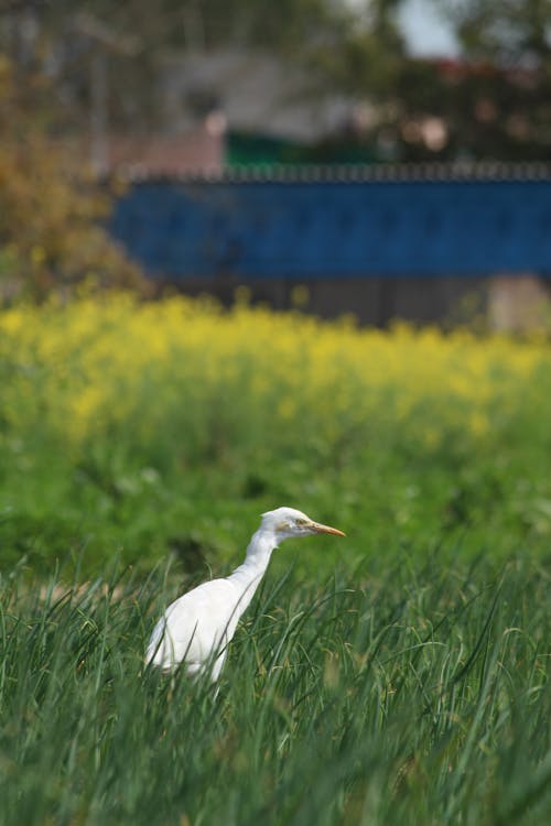white heron photo with yellow background