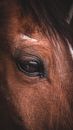 Brown Horse Eye in Close Up Photography