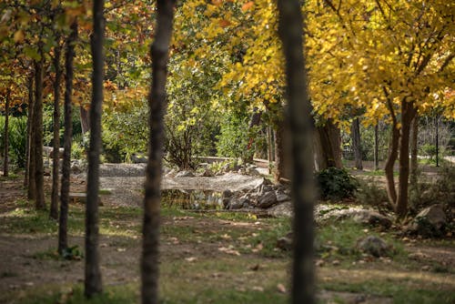 Free stock photo of autumn atmosphere, autumn trees, branches