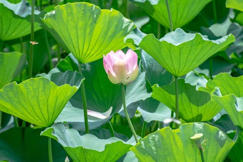 Free A Flower Between Green Leaves Stock Photo