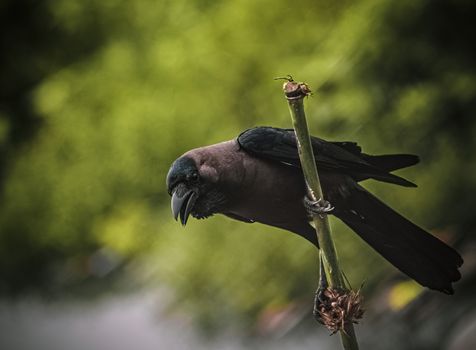 crow photo