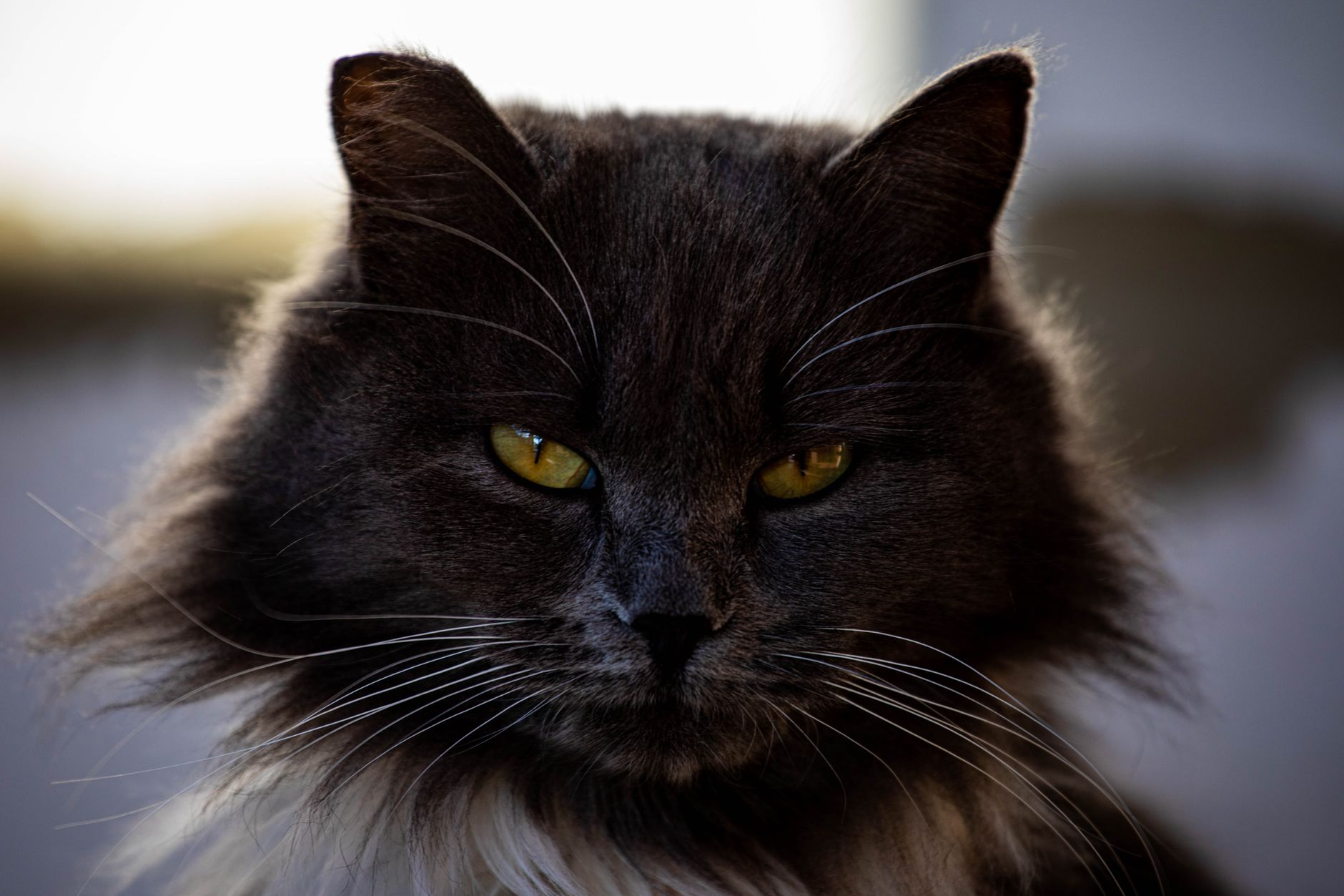 Veterinary care for a cat
