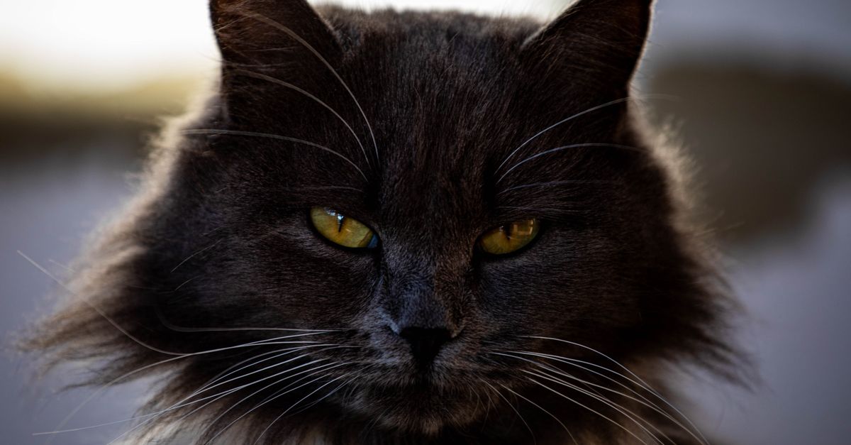 Chat Maine Coon : Guide Complet Race et Soins