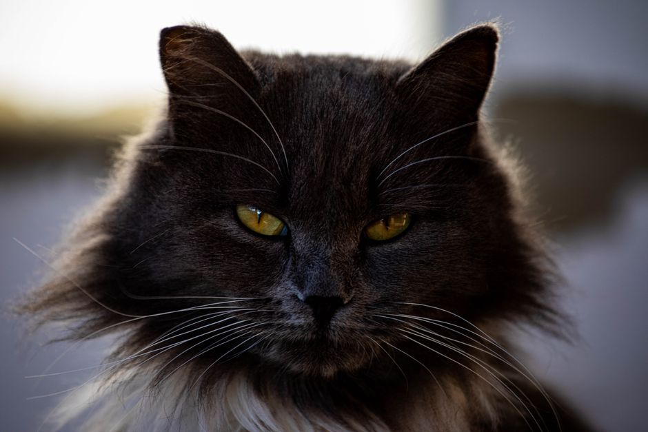 Tag der schwarzen Katze (GB)