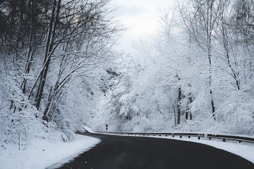 Snow Covered Trees Along Asphalt Road