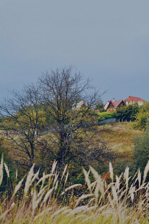 Foto profissional grátis de ao ar livre, área, árvore nua