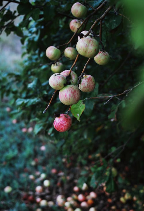 Ilmainen kuvapankkikuva tunnisteilla apple, hedelmät, oksa