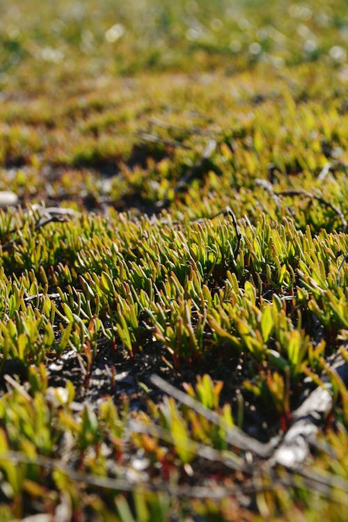 Close up of Grass