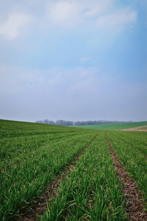 Free A Green Grass Field Under the White Clouds Stock Photo