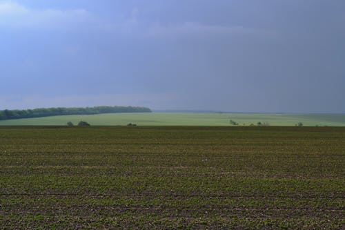 A Green Grass Field Under the Blue Sky