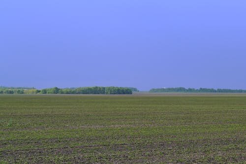 Foto profissional grátis de agricultura, ao ar livre, céu azul