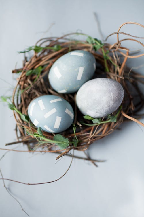 가지, 달걀, 둥지의 무료 스톡 사진