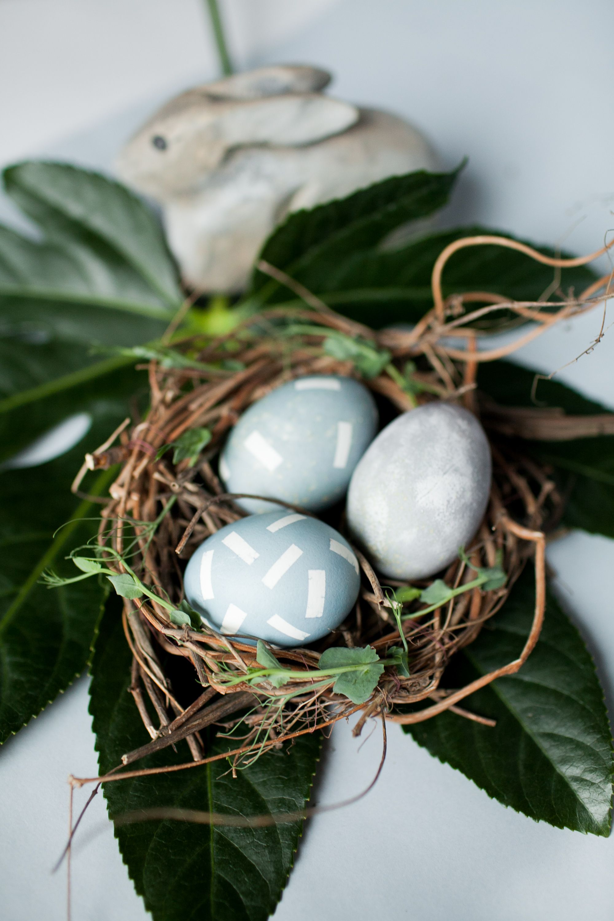 A collection of blue eggs nestled in a bird's nest, surrounded by lush greenery and soft, fluffy feathers.