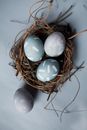 Painted Eggs in a Nest 