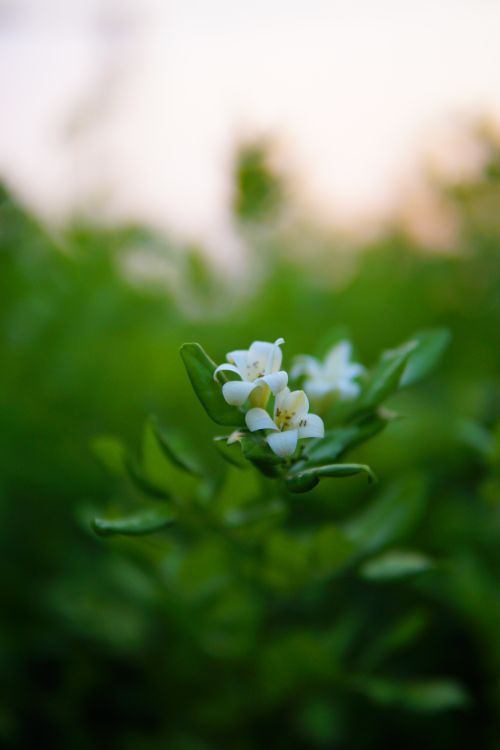 Free Serene close-up of white flowers with green foliage in natural light. Stock Photo