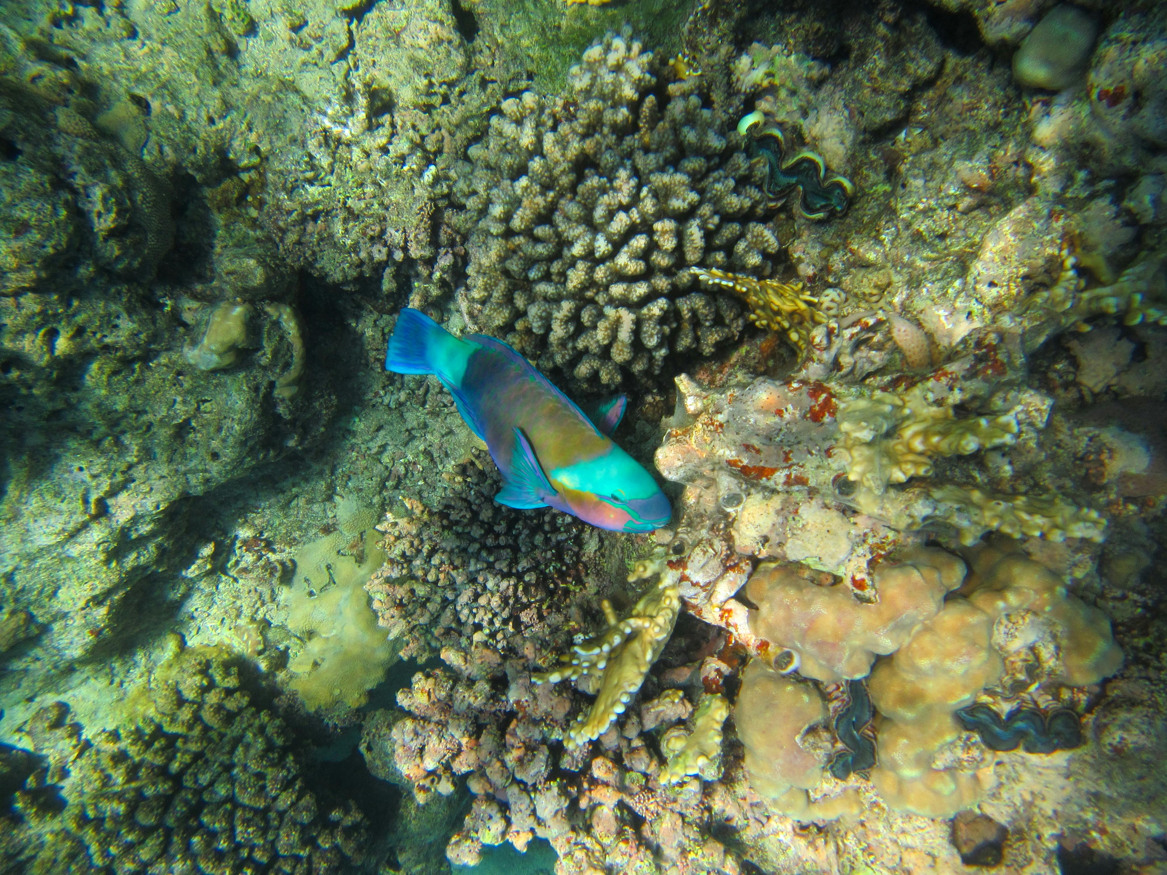 Free stock photo of corals, deep sea, egypt