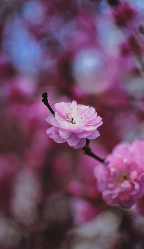 Free A Pink Flowers in Bloom Stock Photo