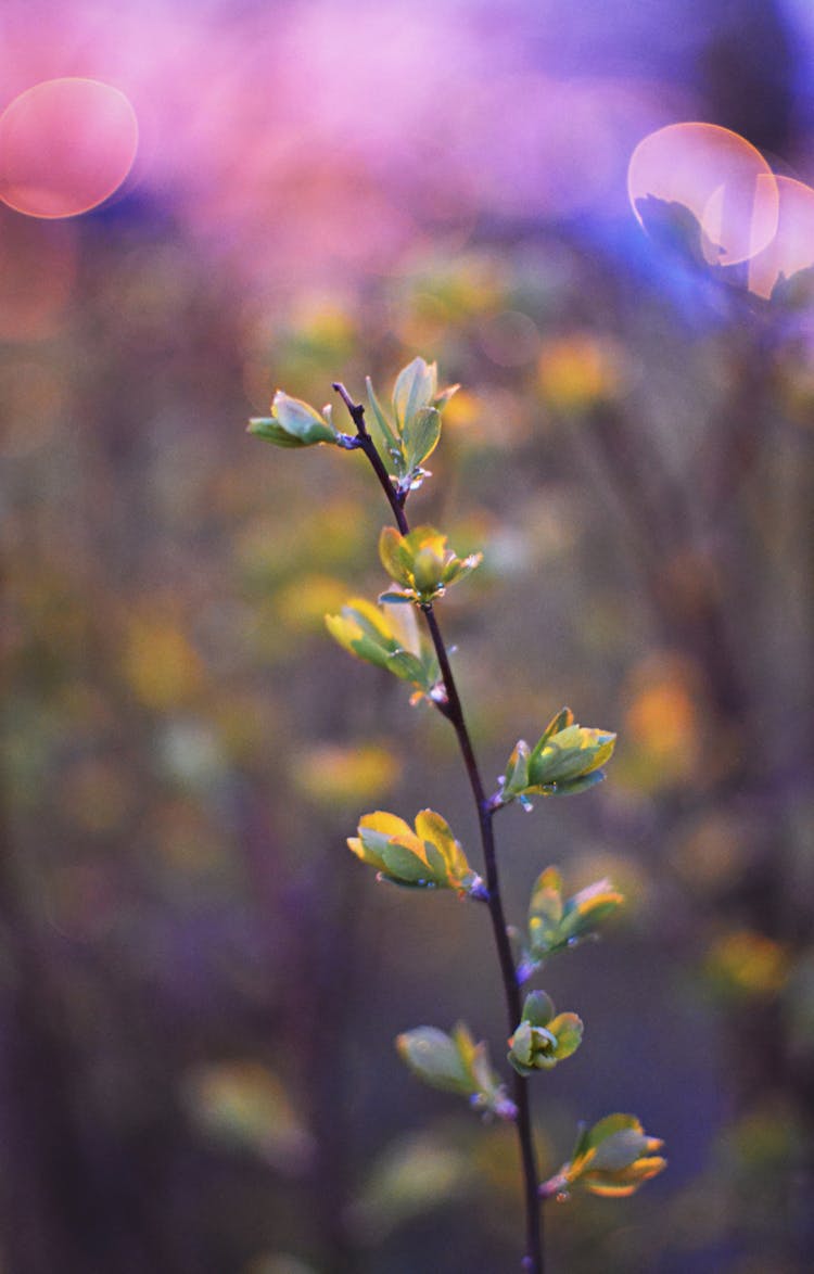 Small Branch Of Tree In Early Spring