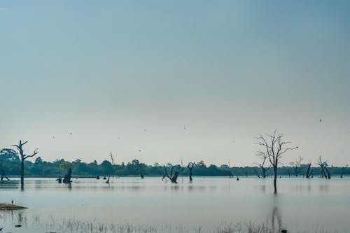 Gratis arkivbilde med klar himmel, myr, natur