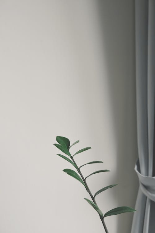 Free Green Plant Beside White Wall Stock Photo