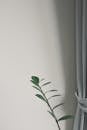 Green Plant Beside White Wall and Curtain