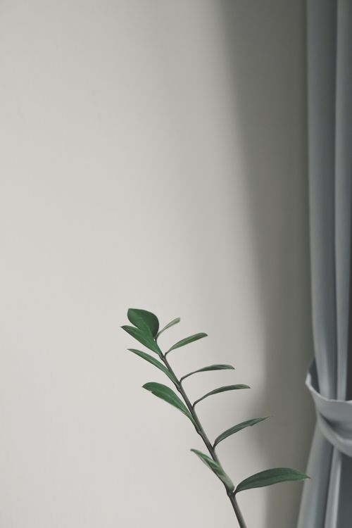 Free A minimalist photo of a green plant against a white wall with soft shadows and a curtain. Stock Photo
