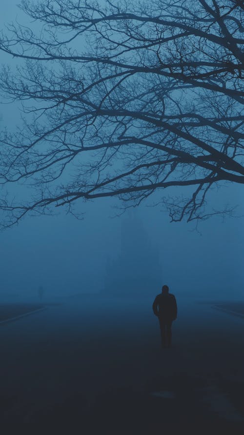 Immagine gratuita di alba, albero, nebbia
